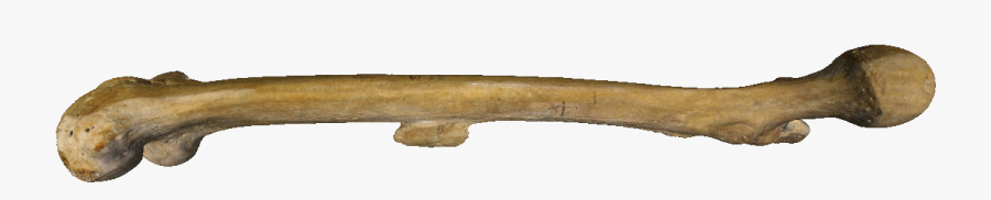 Bone Human Skeleton Femur Clip Art - Driftwood, Transparent Clipart