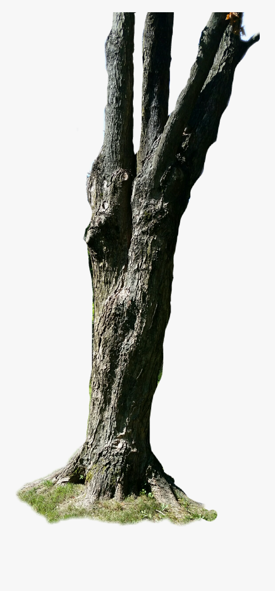 #tree #tree Trunk - Pond Pine, Transparent Clipart