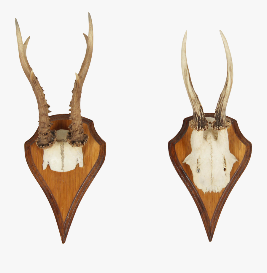 Vintage German Roe Deer Antlers A Pair - Trophy Hunting, Transparent Clipart