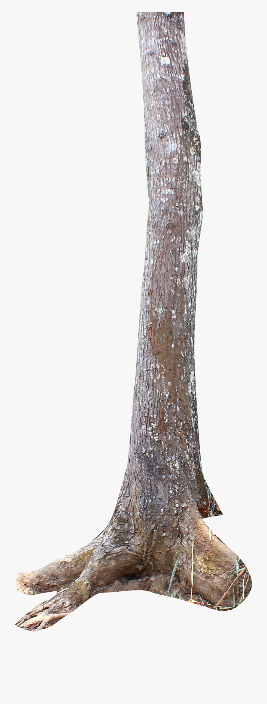 Tree Trunk Png, Transparent Clipart