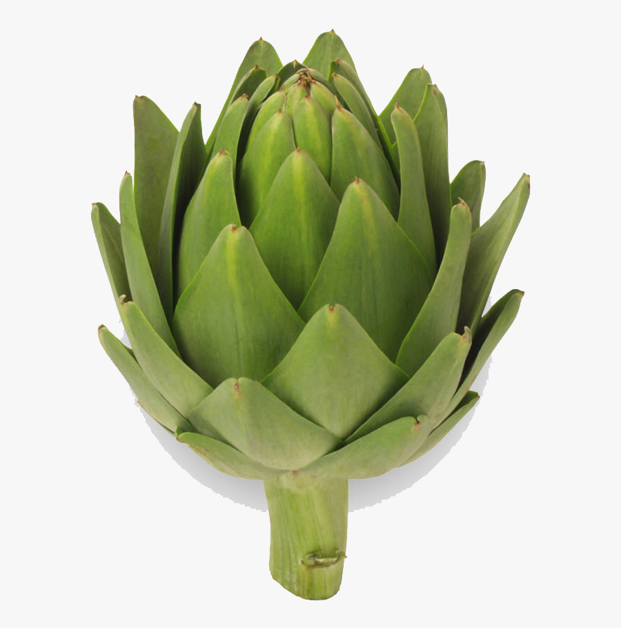 Artichokes Png Picture - Artichoke Png, Transparent Clipart