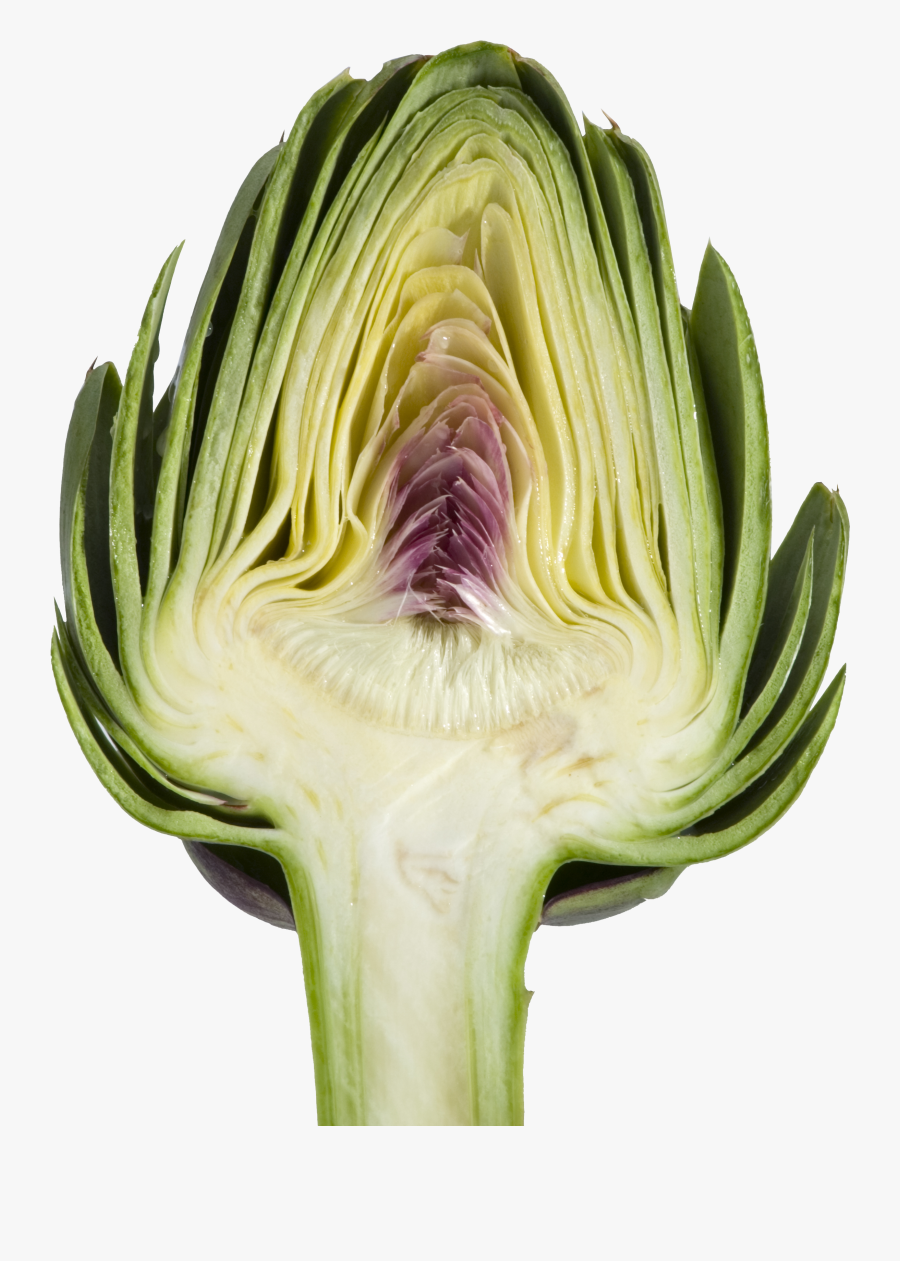 Clip Art Become An Expert Of - Artichoke, Transparent Clipart