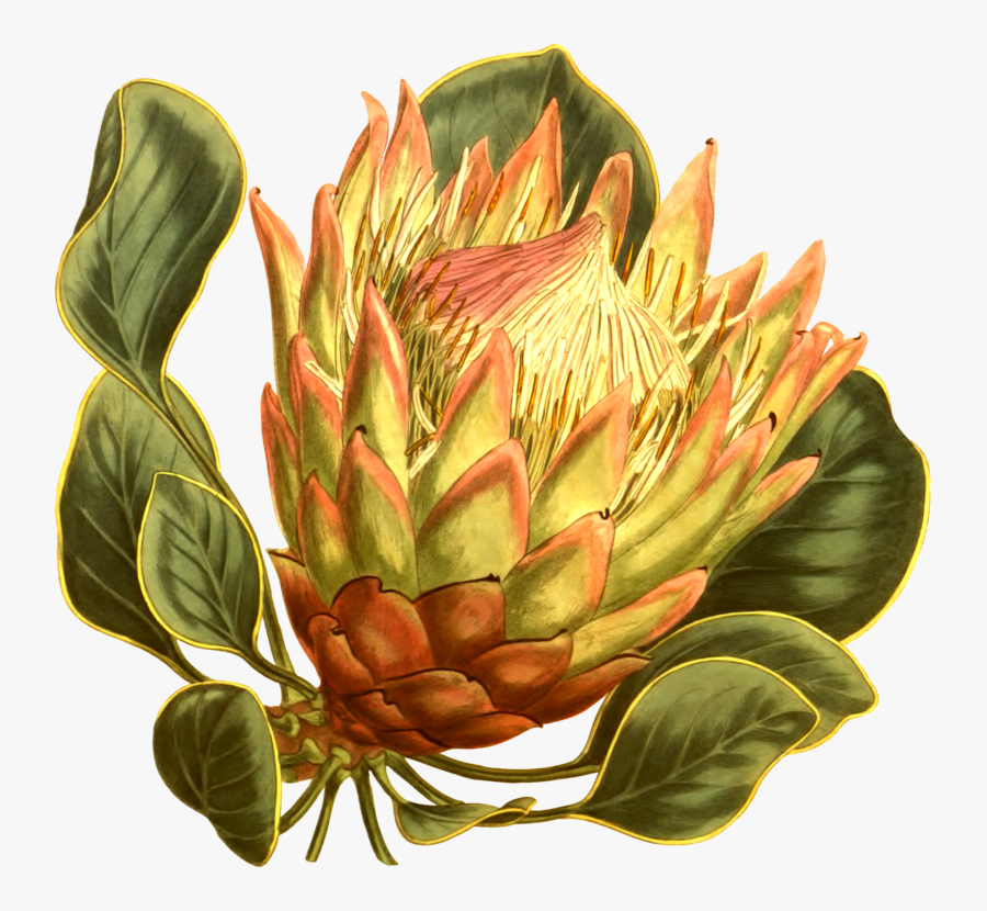 Clip Art Artichoke Flower - Vanilla Fly Poster, Transparent Clipart