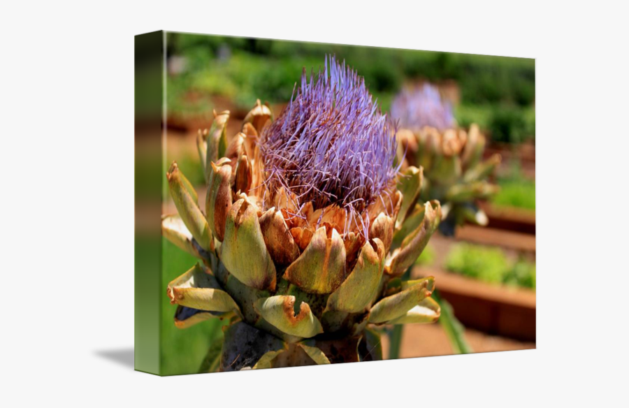 Clip Art Blooming Artichoke - Artichoke, Transparent Clipart