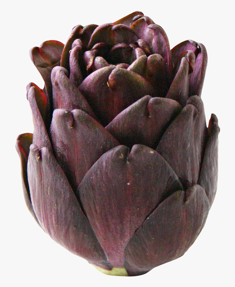 Artichoke Png Image - Artichoke, Transparent Clipart