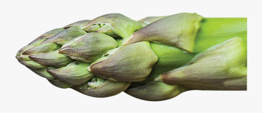 Asparagus - Artichoke, Transparent Clipart