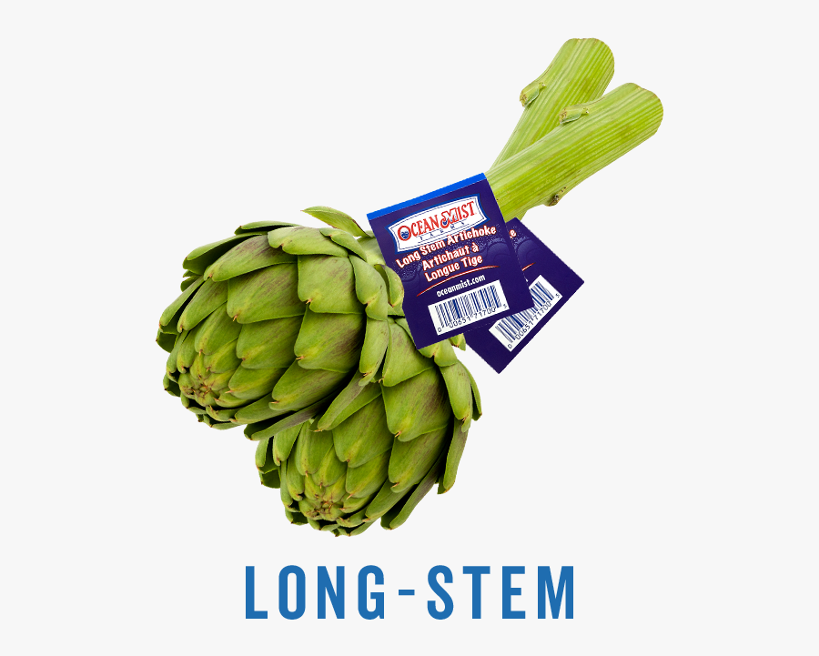 Artichoke, Transparent Clipart