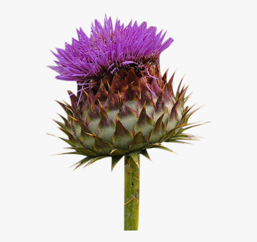Clip Art Milk Flowers Picture Material - Thistle, Transparent Clipart