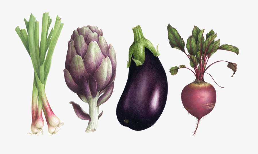 Aquarelle Botanique Vincent Jeannerot, Transparent Clipart