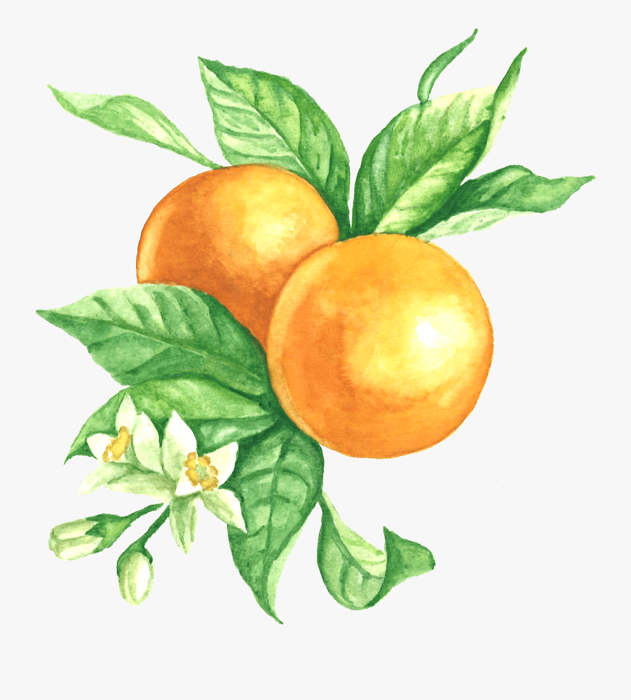 Bitter Orange - Nectarine, Transparent Clipart