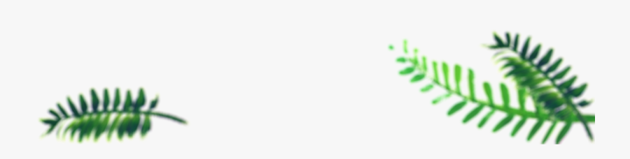 Rainforest Paintings John Dyer - Beige, Transparent Clipart