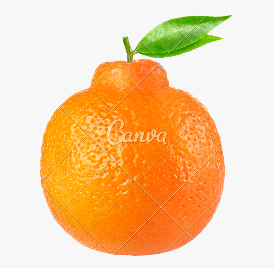 Clip Art Citrus Fruit Photos By - Tangelos Minneola, Transparent Clipart