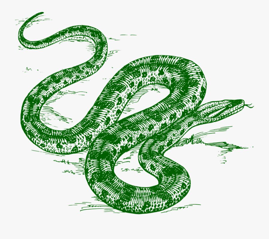 Anaconda, Snake, Amazon, Reptile, Green, Animal - Anaconda Black And White, Transparent Clipart