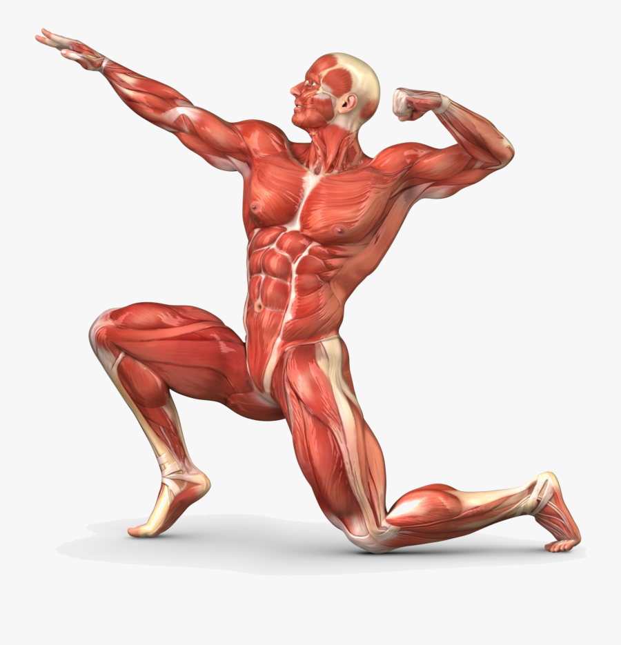 Transparent Muscle Png - Skeletal Muscle, Transparent Clipart