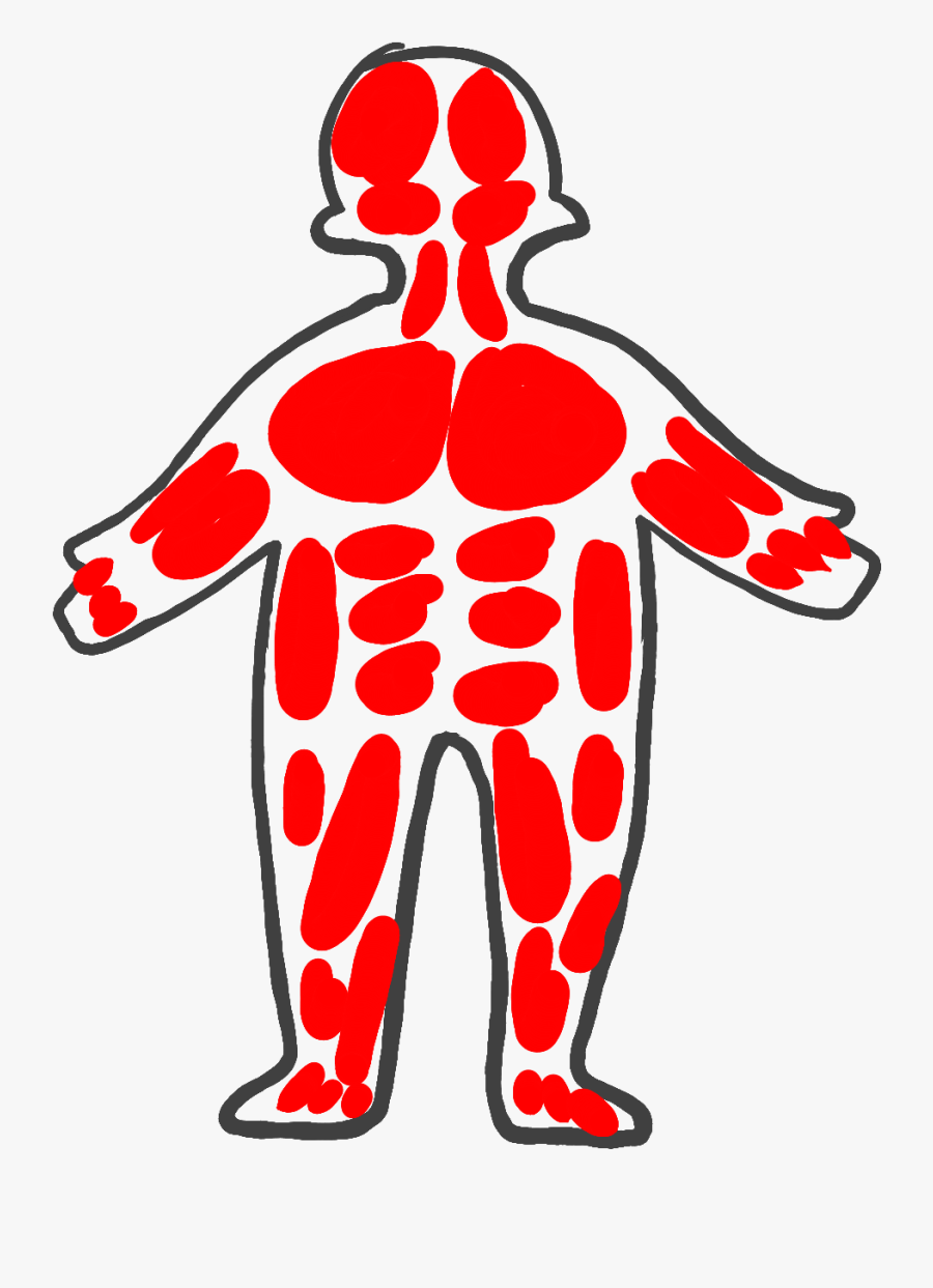 Transparent Muscular System Png, Transparent Clipart