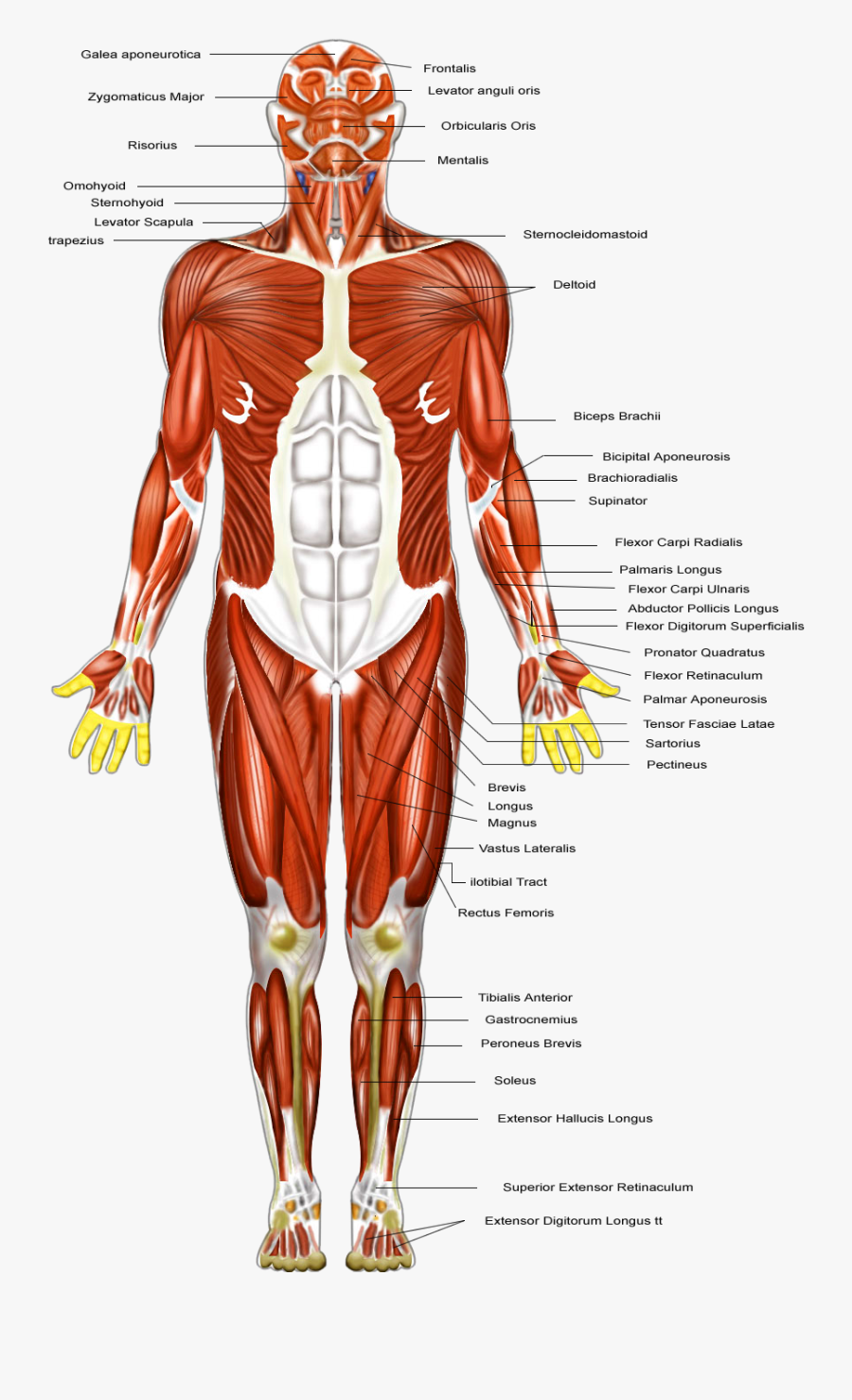 Clip Art Muscular Diagram - Bicep Tricep Quad, Transparent Clipart