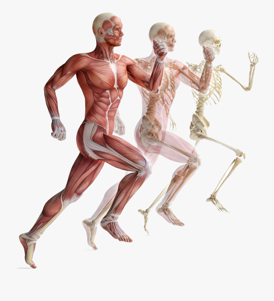 Muscle Anatomy Png - Muscular System Png , Free Transparent Clipart