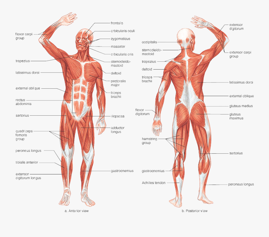 Transparent Skeletal System Png - Grade 6 Muscular System, Transparent Clipart