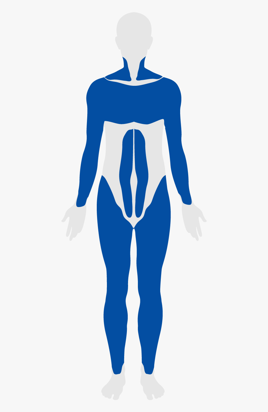 Muscular System Clipart , Png Download, Transparent Clipart