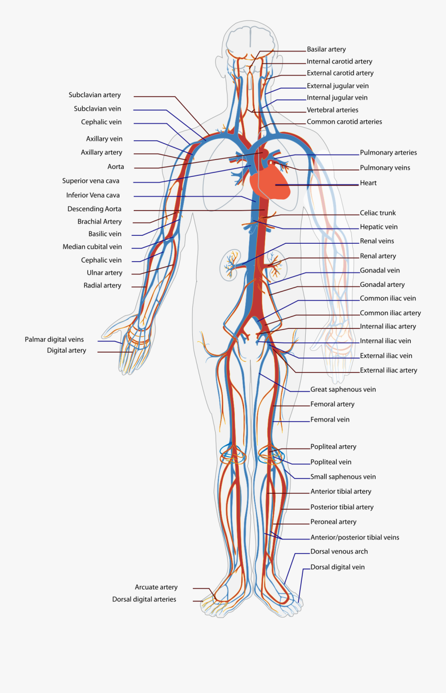 Muscle Clipart Muscular System - Blood Flows Through The Body, Transparent Clipart