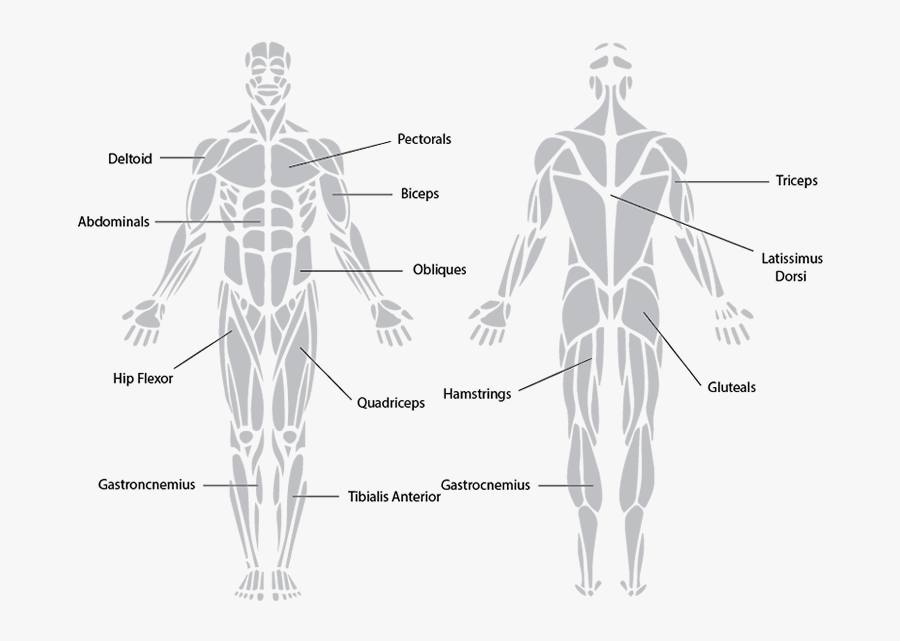 Antagonistic Muscle Action - Muscular System Black And White, Transparent Clipart