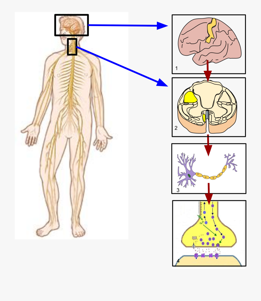 Muscle Clipart Muscular System - Somatic Nervous System Main Parts, Transparent Clipart