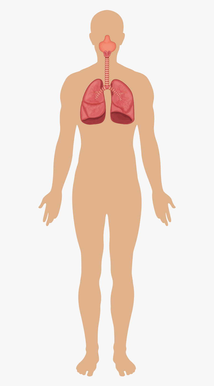 Body Systems Content Presentation - Vast Virome, Transparent Clipart
