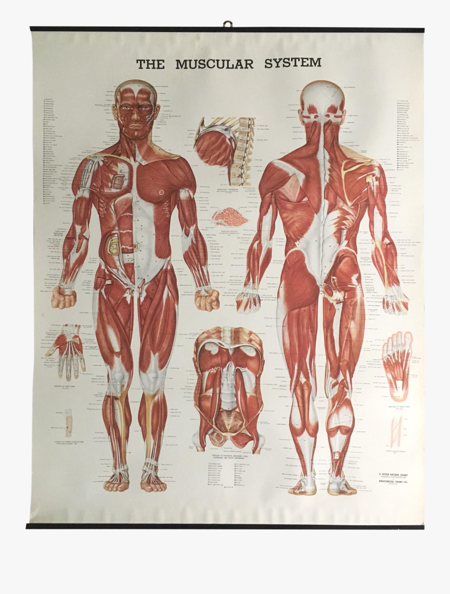 Clip Art Anatomy Chart Free - Muscular System, Transparent Clipart
