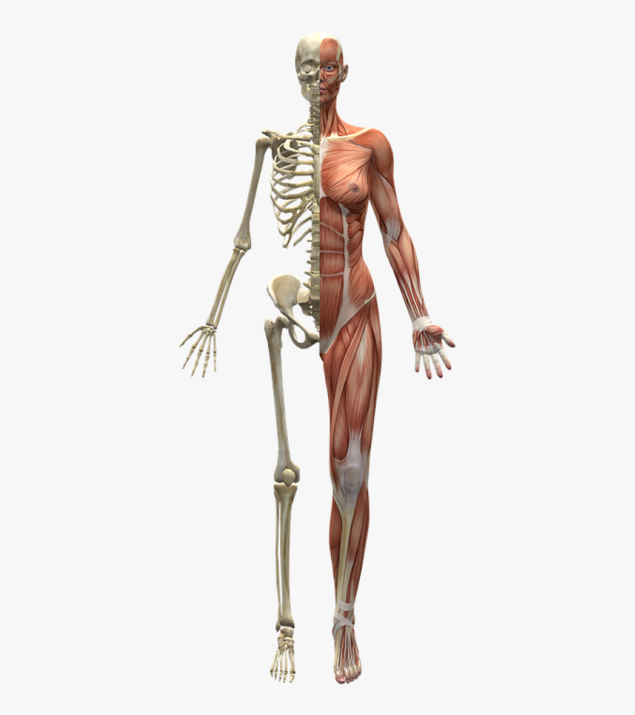 Cuerpo Humano Mitad Esqueleto, Transparent Clipart
