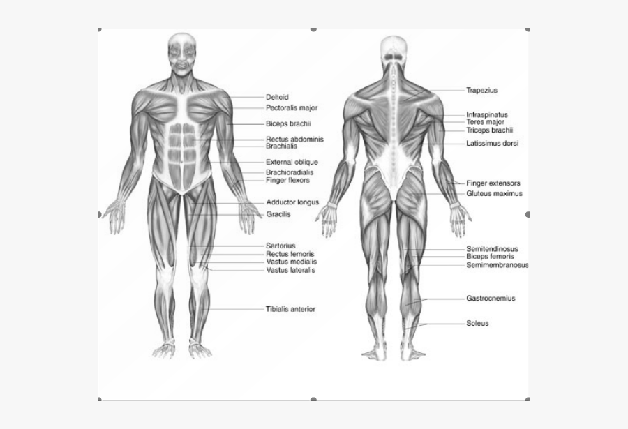 Clip Art The System - Simple Muscular System Drawing, Transparent Clipart