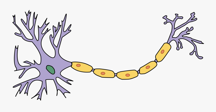 The Atp Calcium Ions - Neuron Psychology, Transparent Clipart