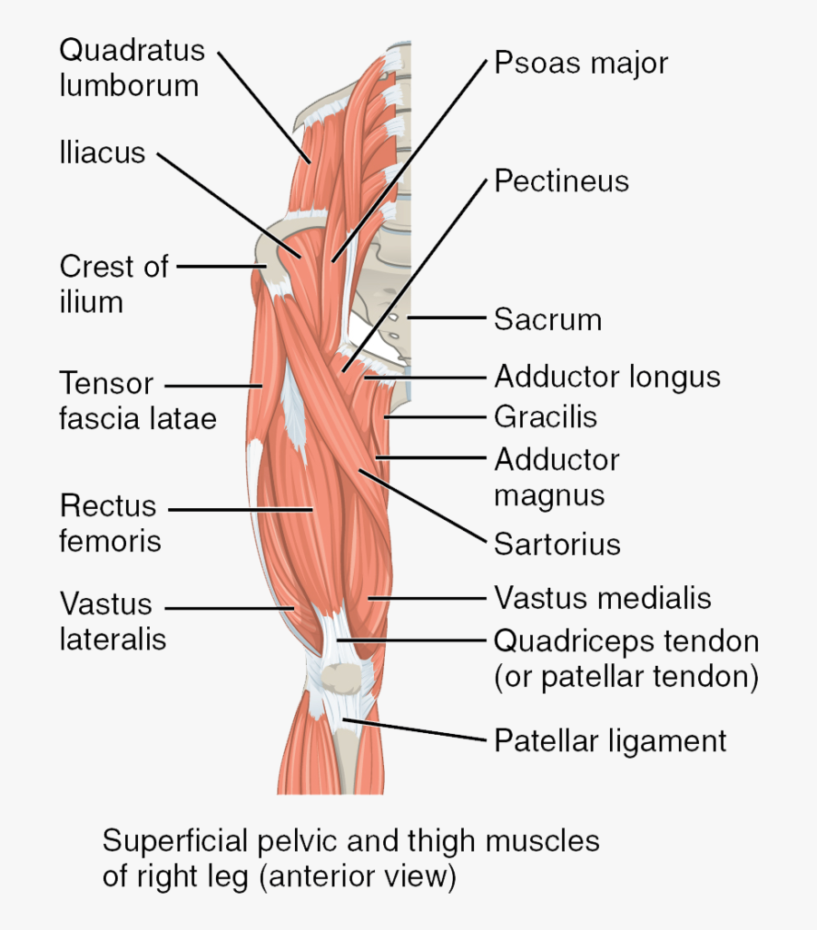 The Superficial Muscles Of The Thigh - Upper Leg Muscles, Transparent Clipart