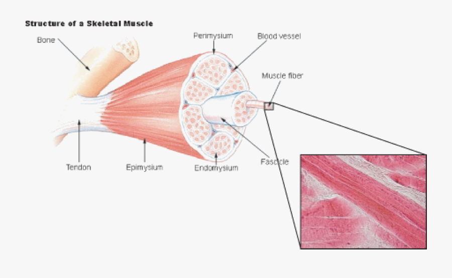 Muscular System ‹ Opencurriculum - Labelled Diagram Of Skeletal Muscle, Transparent Clipart
