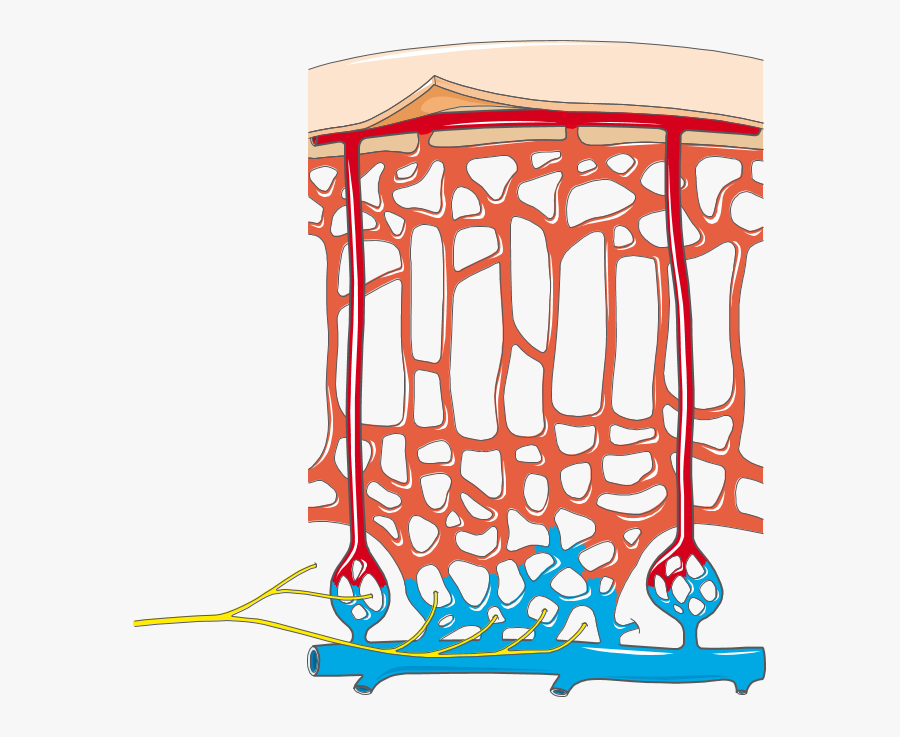 Adrenal Gland - Vessels, Transparent Clipart
