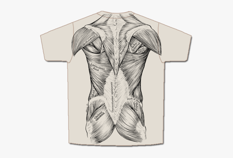Drawn Ox Transparent - Anatomy Of The Muscles Drawn, Transparent Clipart