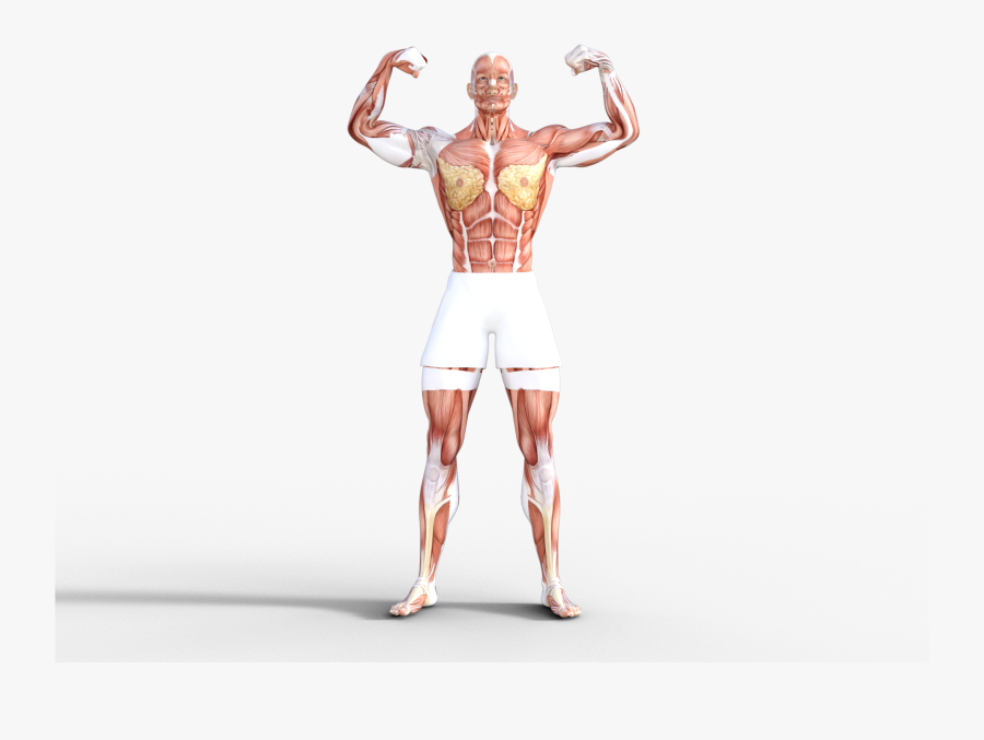 Of Course, The Movement Of The Skeletal Muscles Is - Illustration, Transparent Clipart