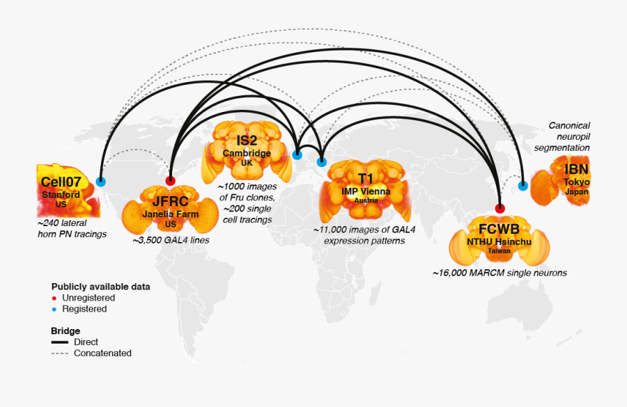 Transparent Brains Png, Transparent Clipart
