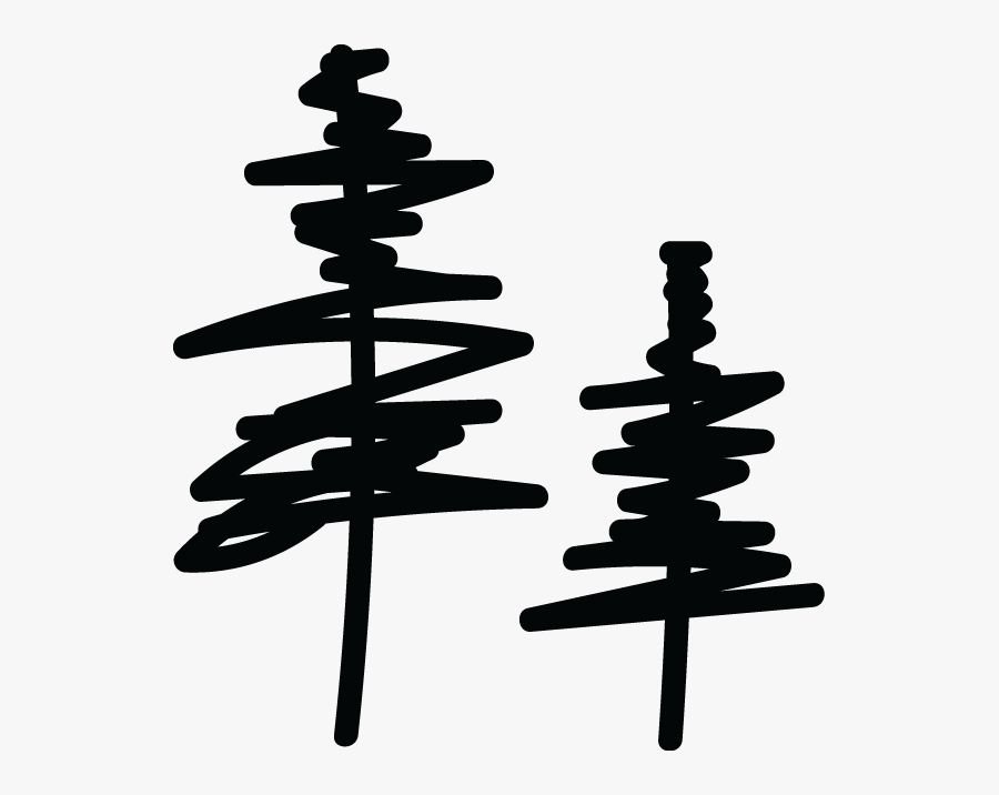 Picture - White Pine, Transparent Clipart