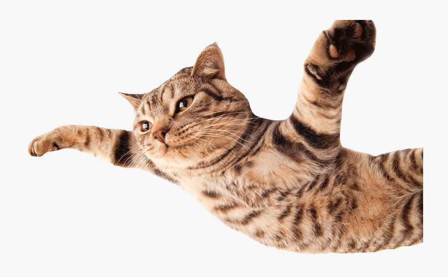 Transparent Flying Cat Png - Funny Cat In White Background, Transparent Clipart
