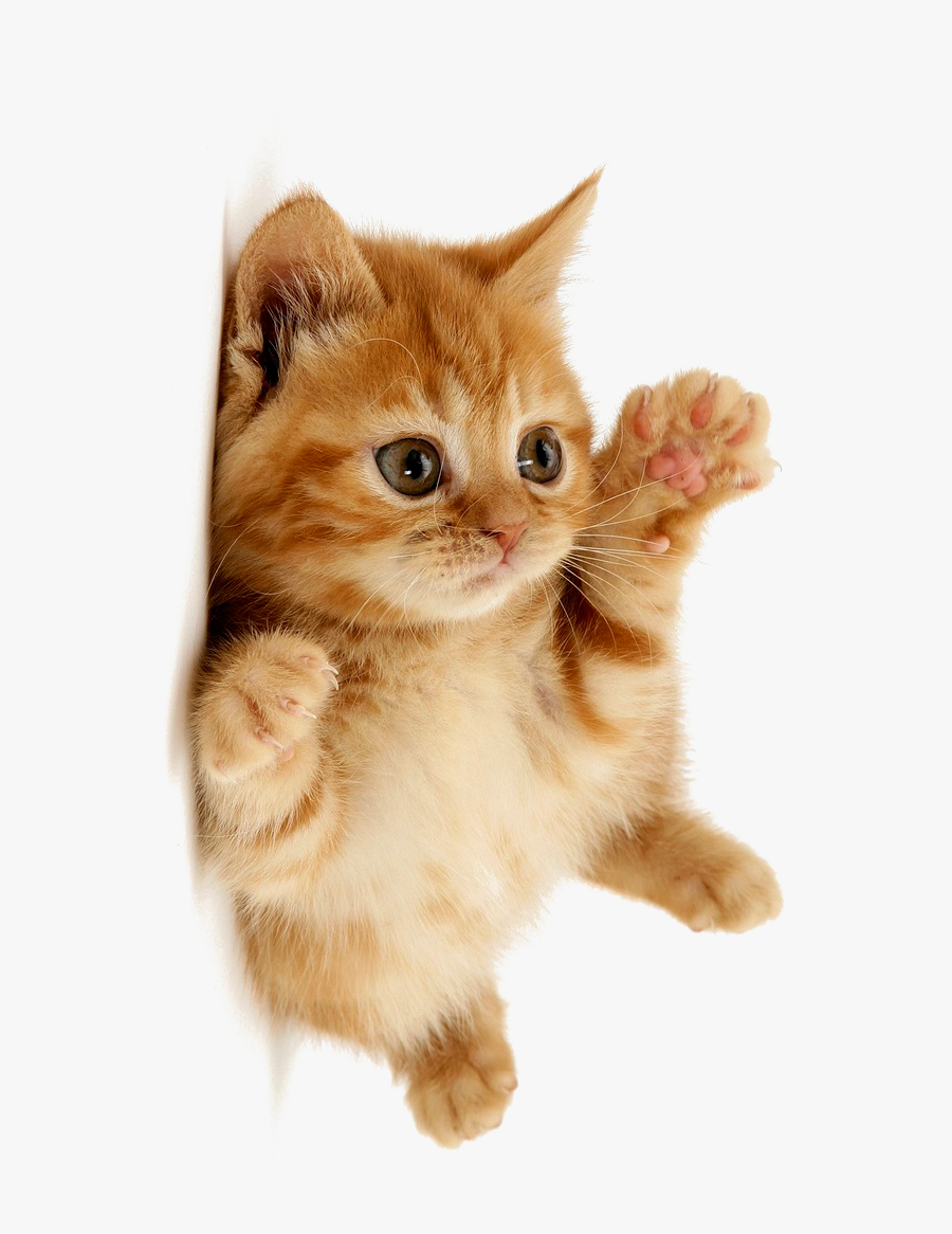Cute Cat Free Download Png Hd Clipart - Cute Cat Transparent Background, Transparent Clipart