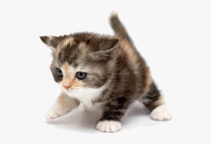 Clip Art Free At Clker Com - Orange And Black And White Cat, Transparent Clipart