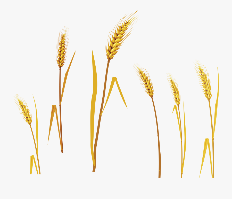 Pictures Of Natural Wheat From The Field - Wheat Vector, Transparent Clipart