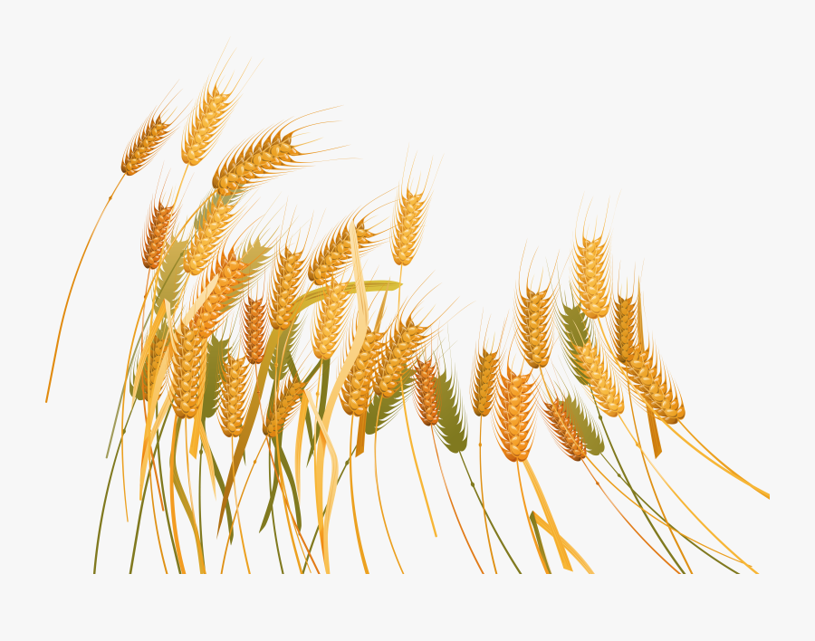 V - 1 - 1 6158 - 9 Kbytes, Wheat Field - Jv-78 - Wheat, Transparent Clipart