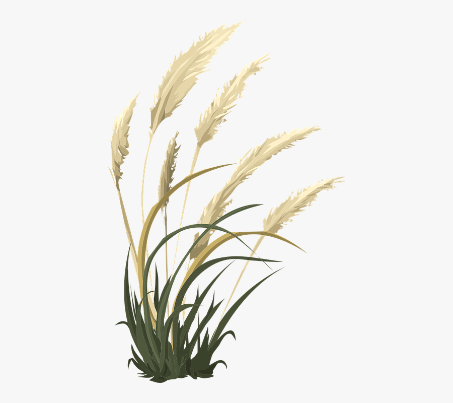 Wheat Grass Nature Vector Graphic Pixabay - Transparent Pampas Grass Png, Transparent Clipart