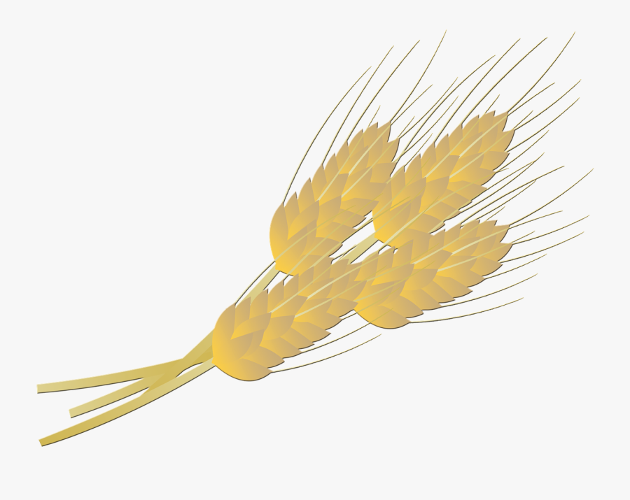 Wheat, Transparent Clipart