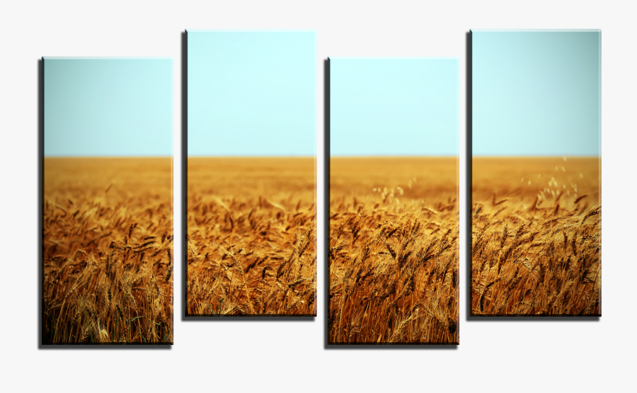 Wheat Field 4 Panel Canvas Print - Field, Transparent Clipart