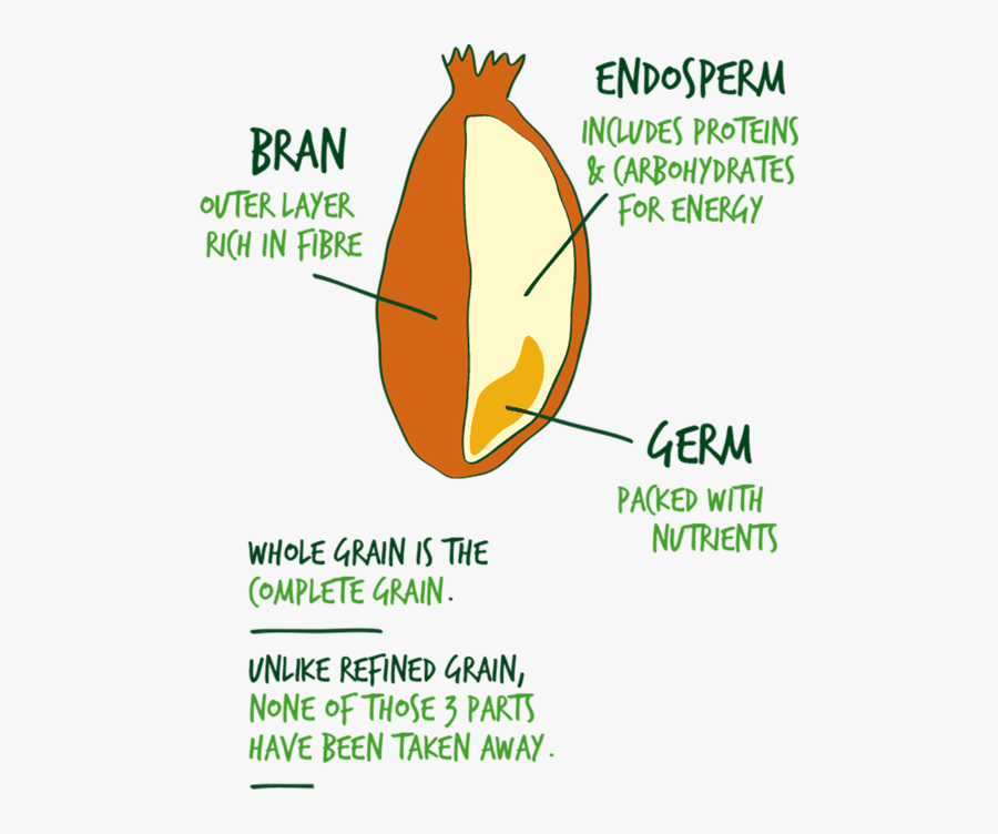 Parts Of Cereal Grain, Transparent Clipart