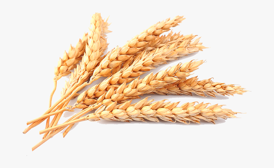 Plant Crops Produce Wheat Grain - Transparent Background Wheat Png, Transparent Clipart