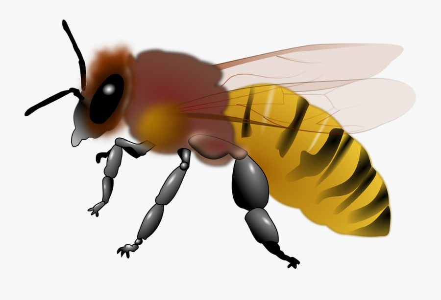 Transparent Miel De Abeja Png - Bee Clip Art Honey, Transparent Clipart