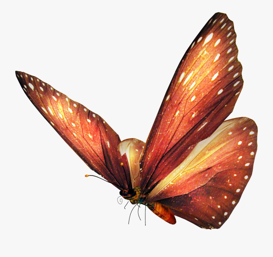 Free Vector Butterfly, Transparent Clipart